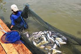 Hama dan Penyakit Pada Ternak Ikan Patin