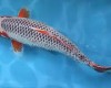 6 Daftar Ikan Koi Termahal Didunia