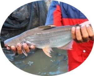 Umpan Jitu Ikan Patin Kolam Belum Di ketahui Orang