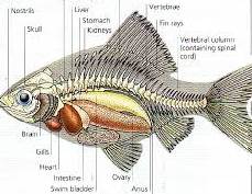 Berbagai Macam Klasifikasi Ikan koi Terbaik Paling Digemari