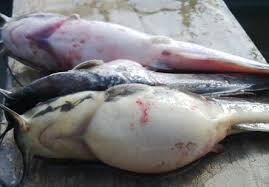 Penyakit Ikan Lele Perut Kembung,Radang Insang,Penyakit Kulit