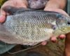 Mengenal Jenis Ikan Gurami Serta kelebihan Dalam Budidaya
