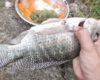Umpan Mancing Ikan Mas Pake Essen Terbukti Galak