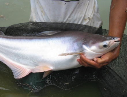 4 Jenis Umpan Ikan Patin Di Sungai Galak Terbukti Mantap