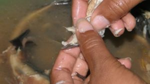 Rahasia Jenis Umpan Ikan Mas Pake Belut Galatama Ampuh