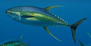 Ketahui Lokasi Kedalaman Ikan Tuna Sebelum Memancing
