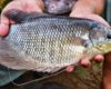 Umpan Mancing Ikan Mujair Paling Paten Sejagat